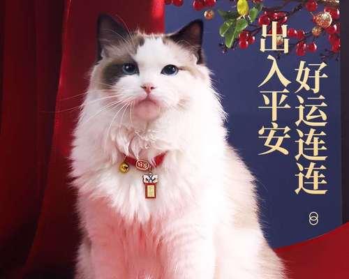 宠物猫之间的吃相大揭秘（以大猫吃小猫会留下头吗）