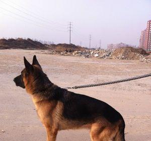 从幼犬期到成年期，如何给德牧提供健康的饮食（从幼犬期到成年期）