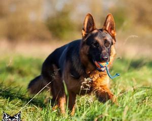 如何将德牧训练成出色的猎犬（以宠物为主）