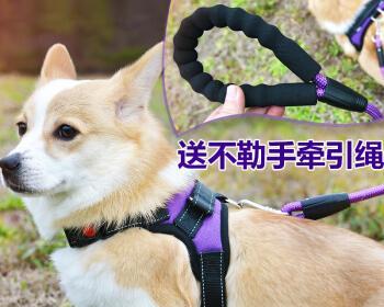 以飞行犬为主的宠物介绍（认识这个独特的犬种及其适合的生活方式）