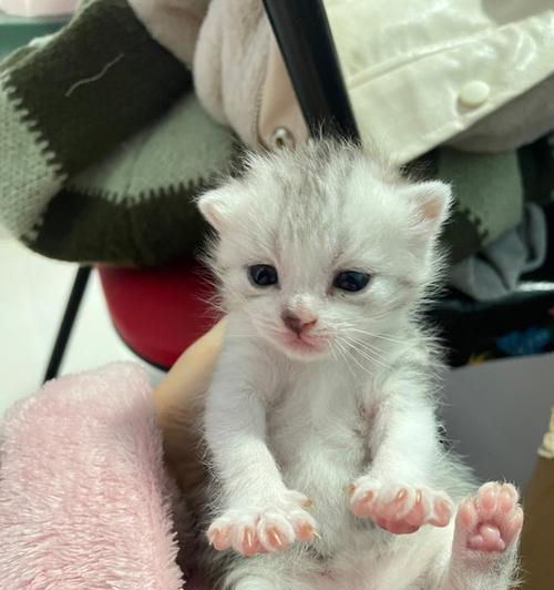 新生小猫的饮食问题（从母乳到干猫粮）