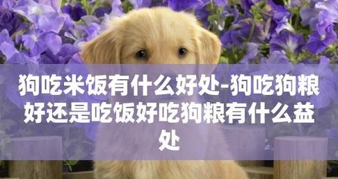 如何让狗狗不怎么吃狗粮吃点什么药（一位宠物爱好者的亲身经历分享）