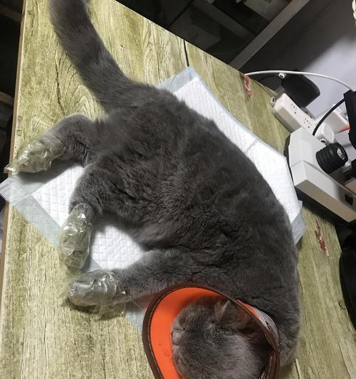 猫咪胃肠炎打消炎针详解（宠物健康保障）