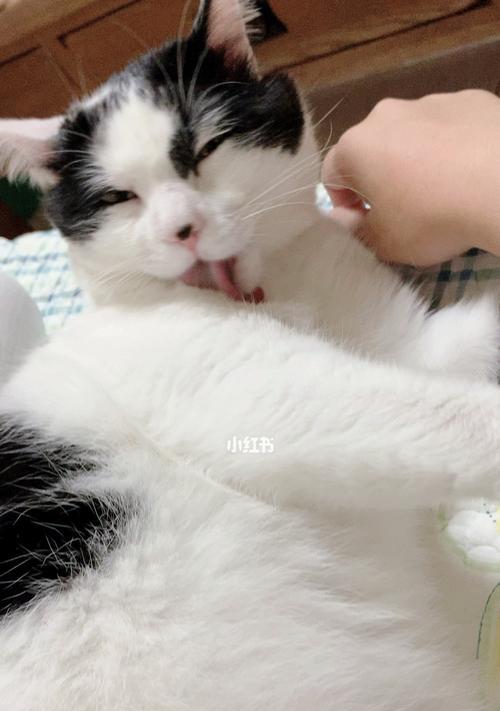 猫咪咬舌是病吗（了解猫咪口腔健康的重要性）