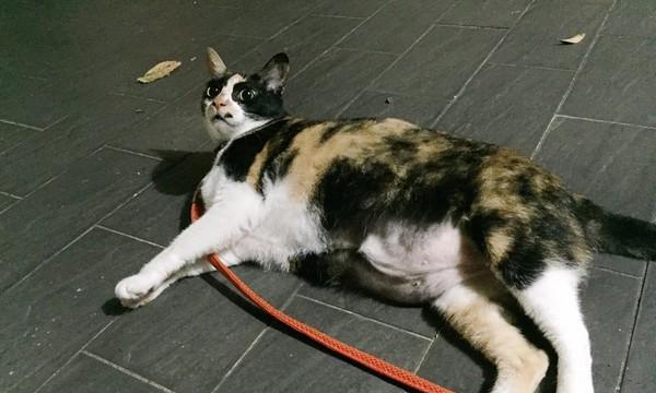 猫咪也需要散步（宠物猫咪的运动需求及散步的益处）