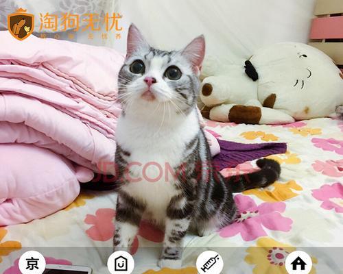 选择适合猫咪的疫苗品牌（保护宠物健康）