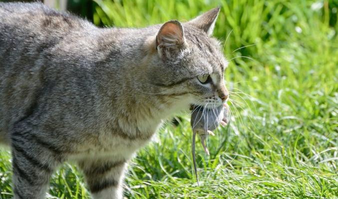 猫咪抓了老鼠怎么办（宠物猫抓老鼠不是错）