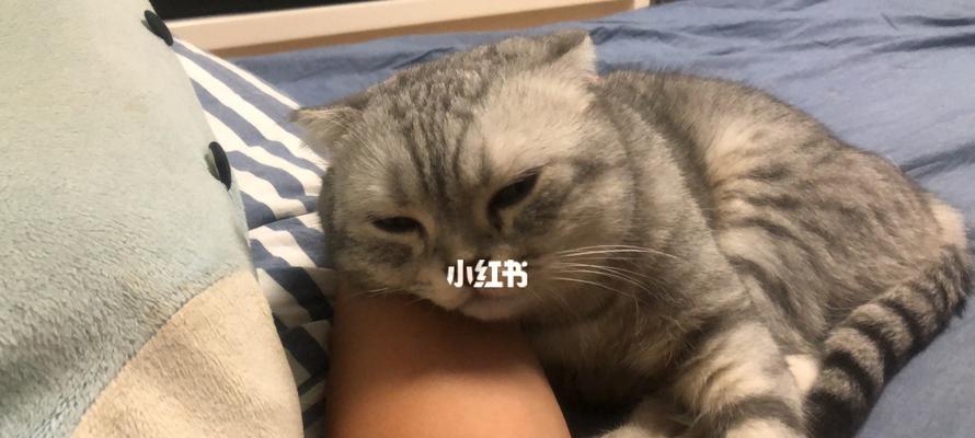 如何处理猫咪嘴缝坏掉的问题