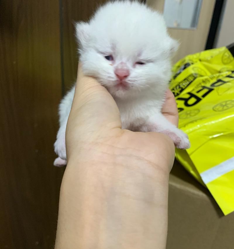 如何养护失明小猫（用爱和耐心让小猫生活得更美好）