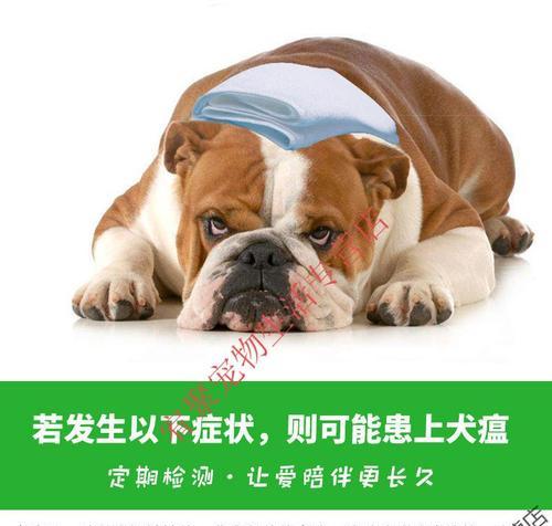 揭秘犬瘟热病毒传播渠道（从宠物到人类）