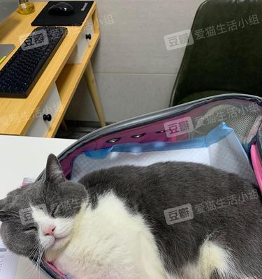 治疗猫咪分离焦虑的综合方法（如何缓解宠物的焦虑情绪）