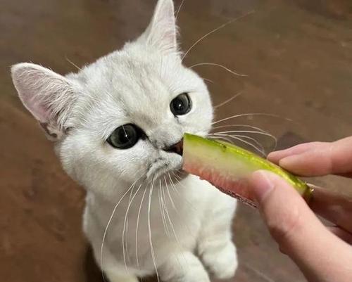 宠物猫三个月后能否食用水果（解读猫咪饮食谣言）