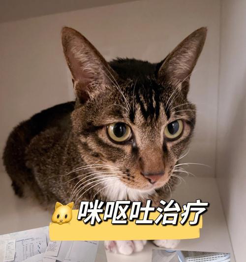 三个月小猫吐毛问题解析（宠物美容与健康）