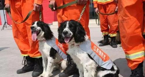 搜救犬必备品种及特征剖析（以宠物为主的专业搜救犬）