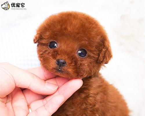 泰迪犬眼珠颜色探究（从宠物行业的角度出发）