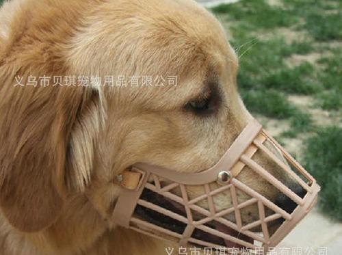 小狗吃了避孕套该怎么办（宠物误食避孕套应急处理）