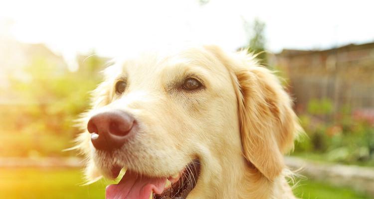 小狗犬瘟克星——菜品治疗（从宠物食谱出发）