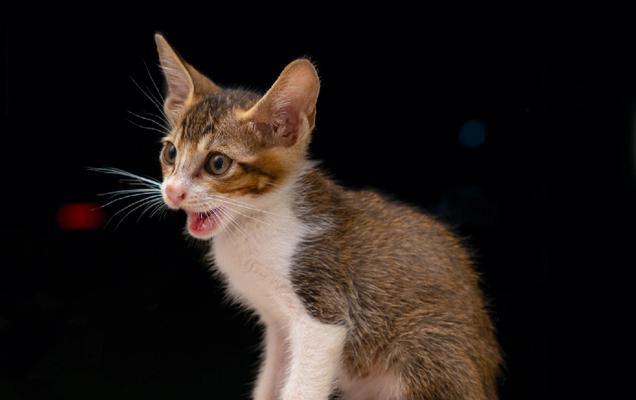 小猫喜欢的气味——宠物世界中的香气