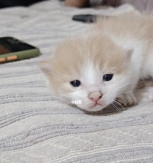 宠物小奶猫的饮食指南（关于小奶猫的饮食习惯和健康饮食建议）