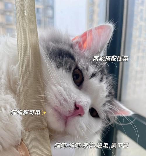 探究小猫一个月皮肤问题的原因与解决方法（解读宠物小猫皮肤状况的真相）