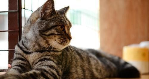 一周小猫的饮食计划（从猫咪成长阶段、饮食需求谈起）