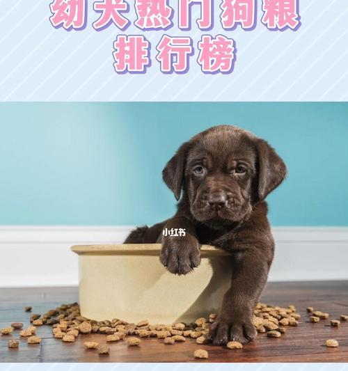 幼犬吃湿狗粮的好处和注意事项（了解幼犬的饮食习惯）