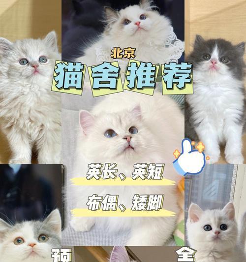 网购猫咪指南（从选择到入手）