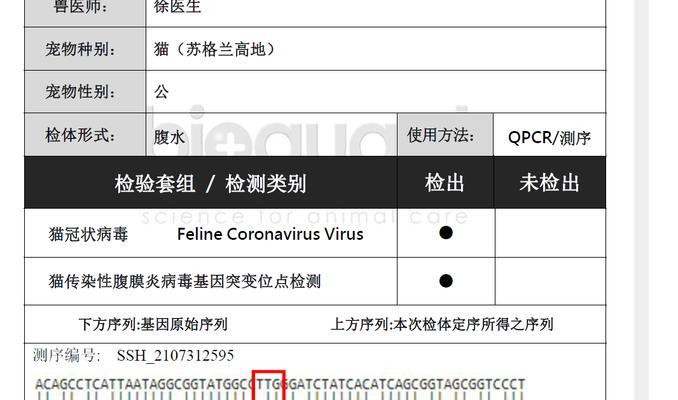 猫咪B超（B超检查——帮助猫咪诊断病症的高科技工具）