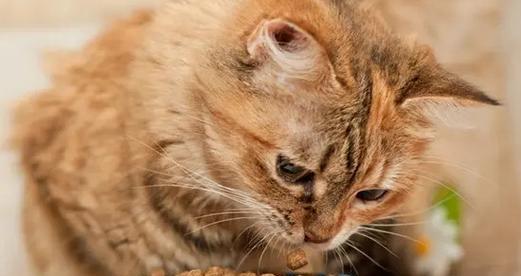 猫咪为什么不吃自制猫粮（宠物饮食健康的重要性）