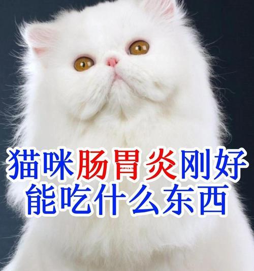 猫咪肠胃炎的预防与治疗方法（掌握以下）