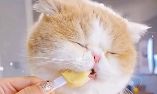 猫咪吃零食罐的好处（为你的宠物带来健康和幸福）