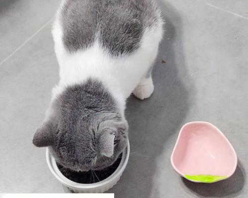 猫咪食欲旺盛（探究猫咪吃猫粮拉很多的原因及解决方法）