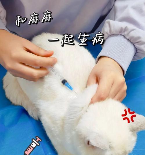 猫咪打针指南（照顾宠物健康）