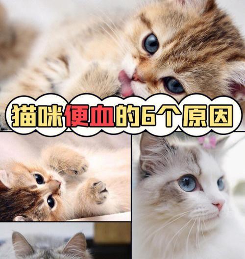 揭秘猫咪大便干燥原因（探究宠物猫为什么容易大便干燥）