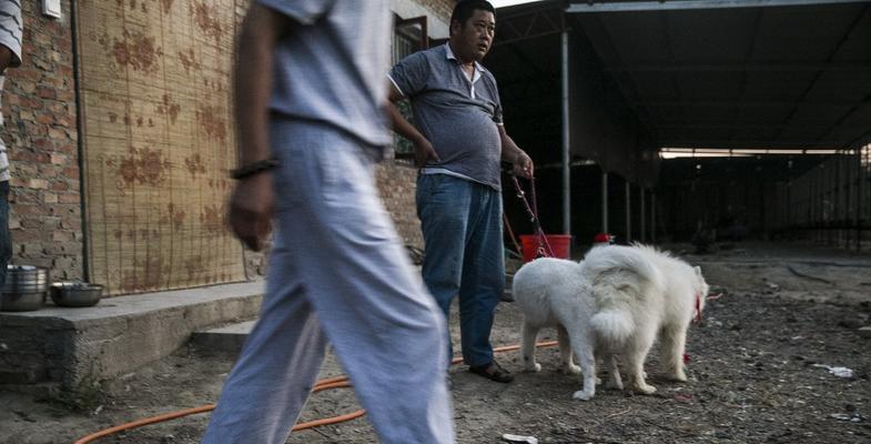 狗狗发情期间的床上“小行为”（宠物爱好者必读）