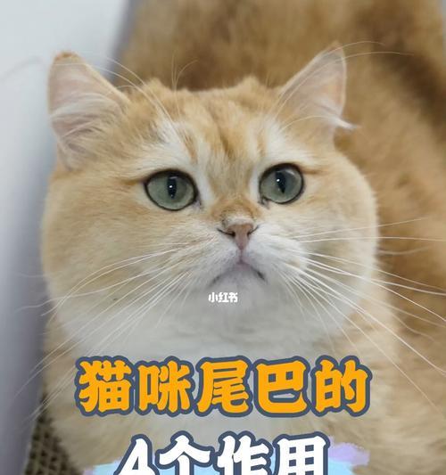 猫咪的尾巴为什么会烂（猫咪尾巴烂的原因及预防方法）