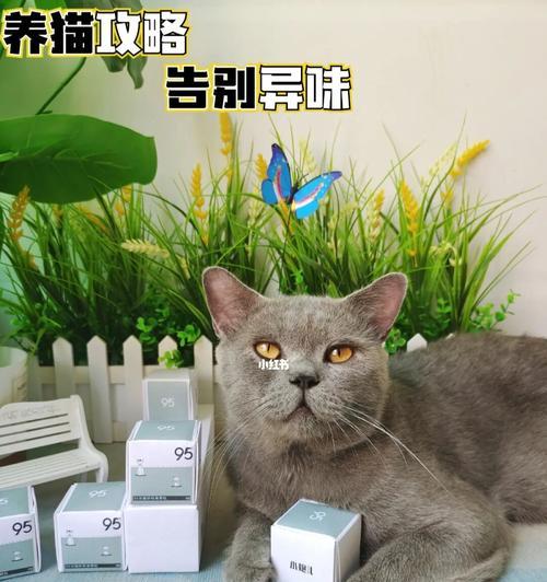 猫咪的猫砂选择指南（如何为你的宠物猫选择最适合的猫砂）