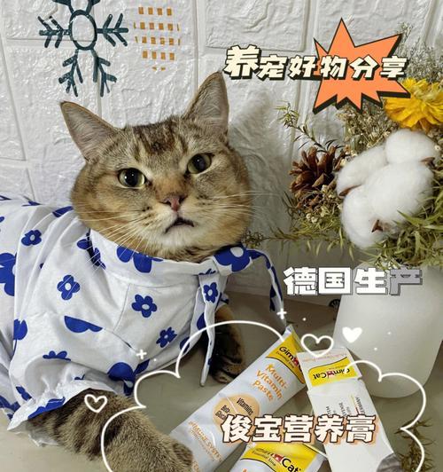 宠物猫咪的营养需求与营养膏选择（从猫咪成长需求到营养膏选择）