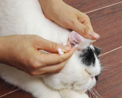 猫咪耳朵色素沉淀的原因及解决方法（宠物猫咪的耳朵问题）