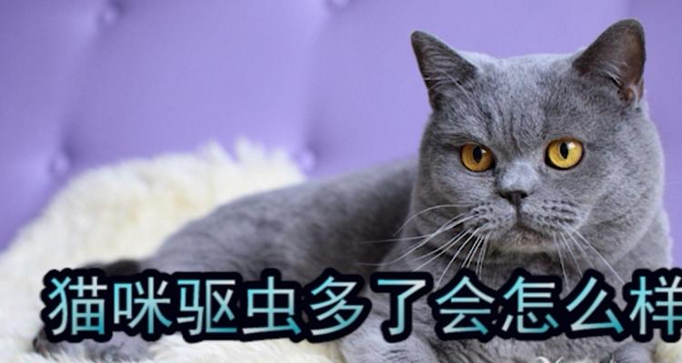 猫咪驱虫药量使用指南（让宠物健康无忧）