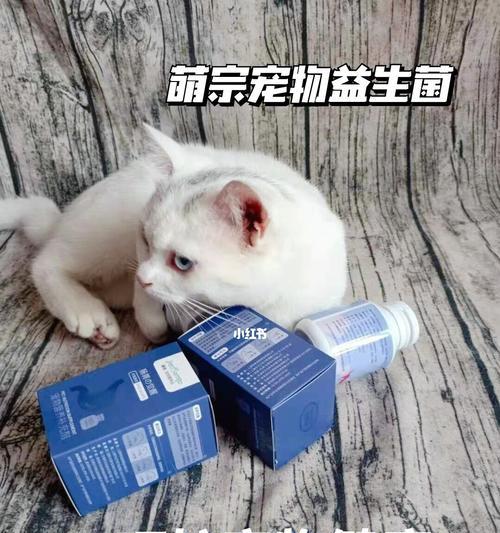 宠物医疗费用大揭秘（猫咪感染治疗费用详解）