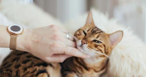 猫咪灌肠后的饮食指南（为您的爱宠提供最佳的护理）