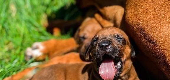 如何有效防止犬假怀孕，让宠物健康成长（防止犬假怀孕）