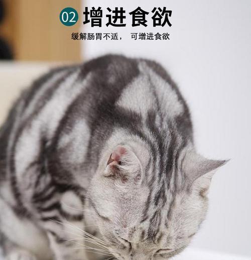 如何给宠物猫正确食用猫薄荷（了解猫薄荷的功效与使用方法）