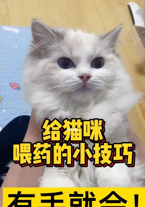 猫咪服药全攻略（宠物爱好者必看）