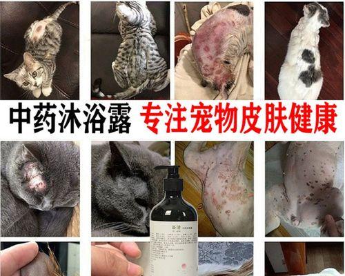 如何正确给宠物猫洗药浴（关爱宠物健康的正确方法）