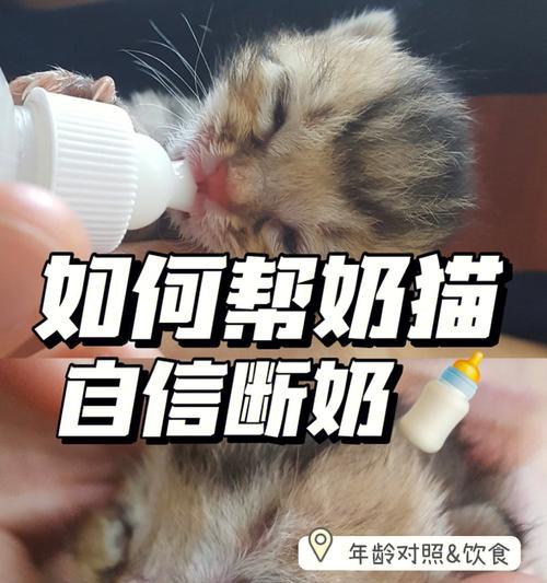 小猫如何学会收爪子（如何教育小猫收爪子）