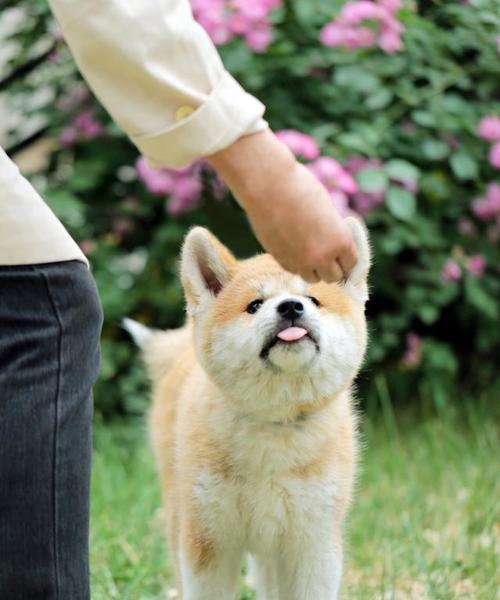 为什么很少人养秋田犬（秋田犬的品种特点）