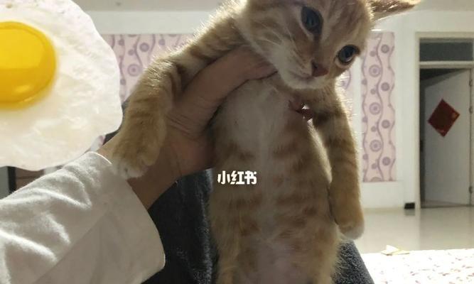 如何让你的宠物猫吃胖点（营养均衡的饮食计划）