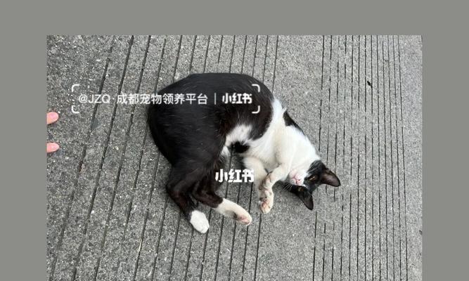 猫咪性别区分方法大揭秘（如何准确辨别猫咪的性别）